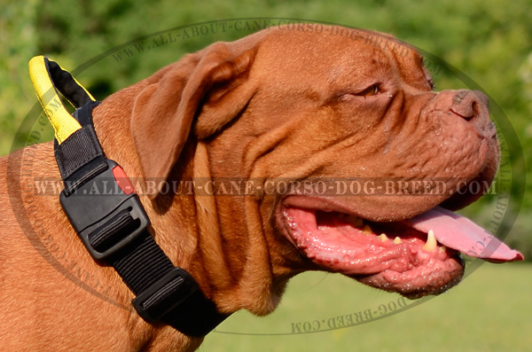 Well-Made Nylon Dogue de Bordeaux Collar with Handle