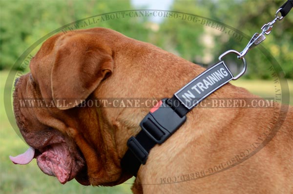 Strong Nylon Dog Collar