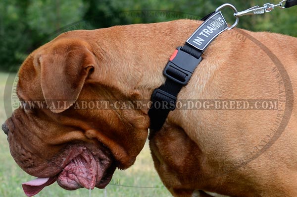 Special Newest Dog Nylon Collar