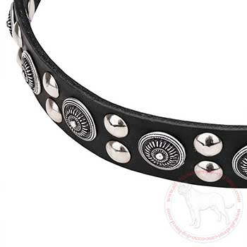 Embossed circles and studs of leather Cane Corso collar