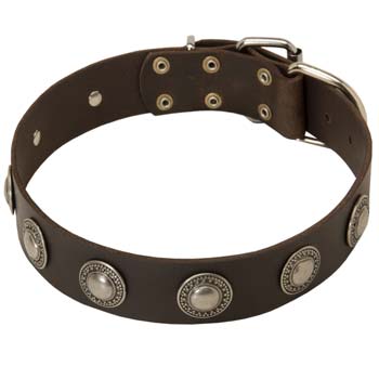 High quality leather collar for English Mastiffs