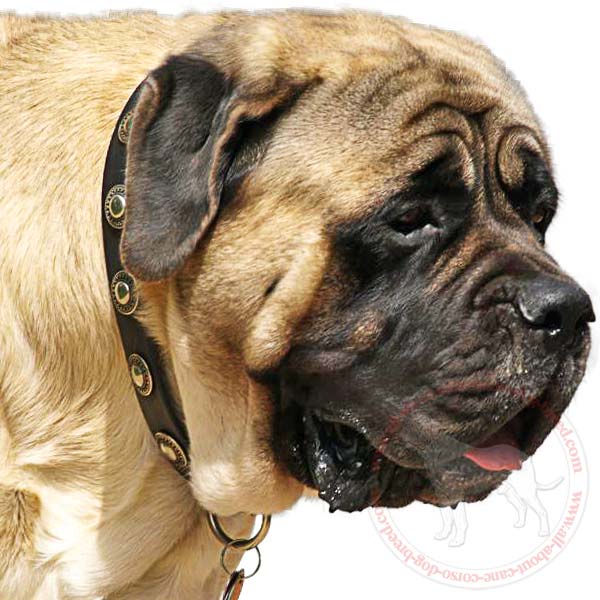 Gorgeous Leather Dog Collar with Conchos for English Mastiff