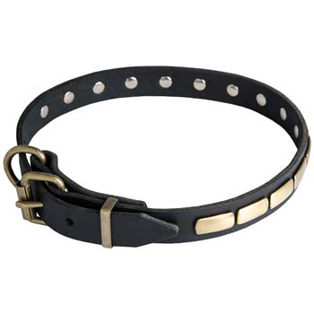 Fashion collar for Cane Corso breed with steel old brass plated fittings
