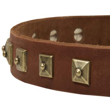 Cane Corso fashion leather dog collar