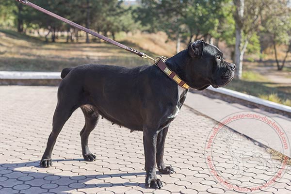 Fashion leather Cane Corso collar with square brass plates