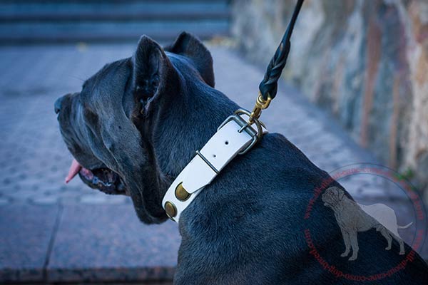 Fashion leather Cane Corso collar with strong D-ring and buckle