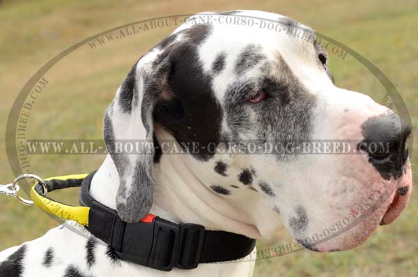 Handmade Nylon Great Dane Collar