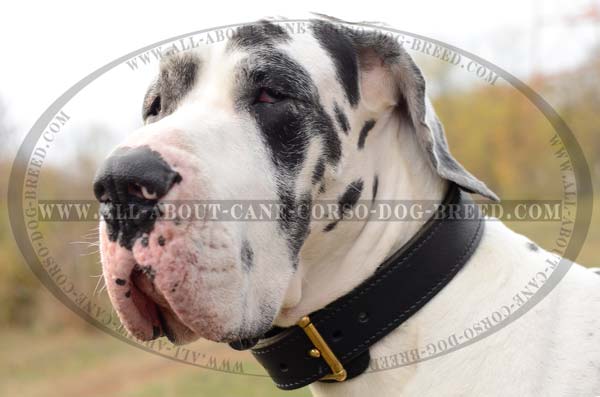 Stylish Leather Dog Collar of Ideal Width for Great Dane