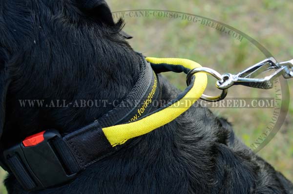 First-Class Nylon Dog Collar