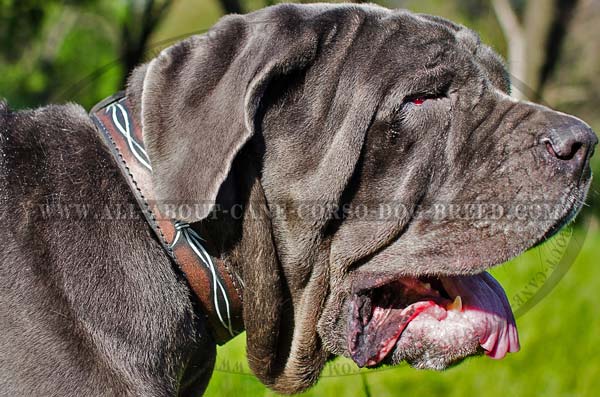 Handmade leather dog collar for Mastino Napoletano  walking