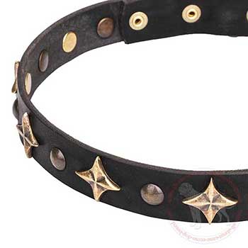 Stars and studs of leather Cane Corso collar - close-up