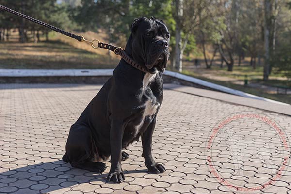 Leather Cane Corso choke collar