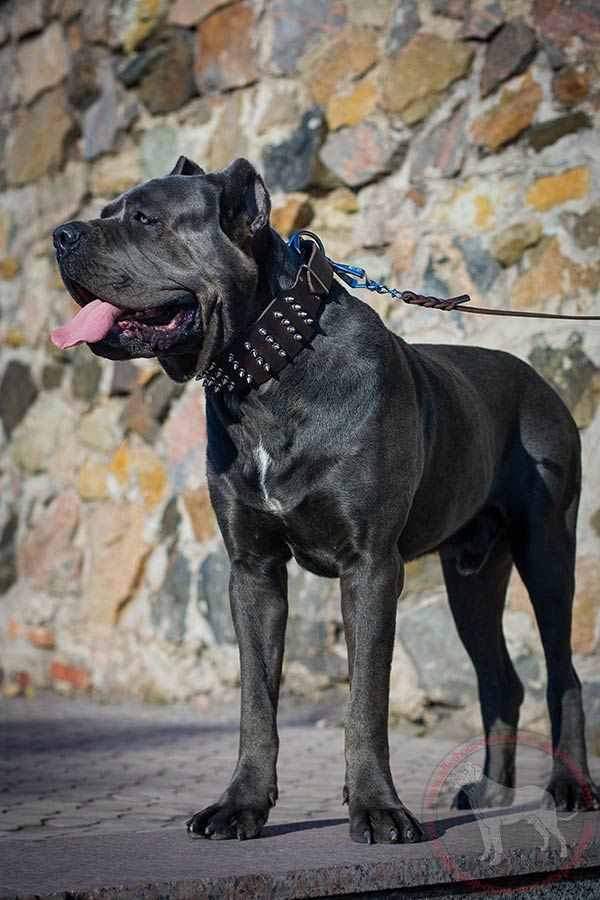 Wide walking leather Cane Corso collar with nickel plated spikes