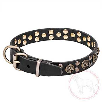 Leather Cane Corso collar with brass hardware