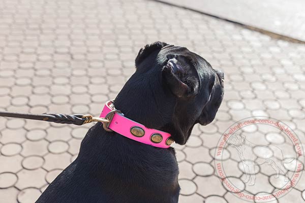 Decorated leather Cane Corso collar with rust-resistant plates