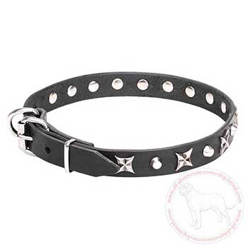 Leather Cane Corso collar decorated with chrome plated parts