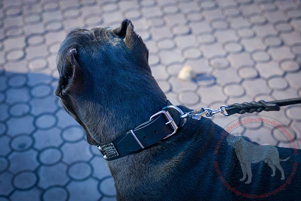 Leather Cane Corso collar with sturdy corrosion-resistant hardware