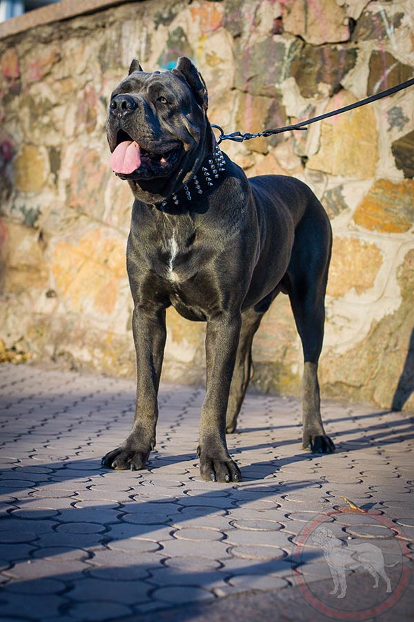 Wide leather Cane Corso collar with combined nickel plated adornment