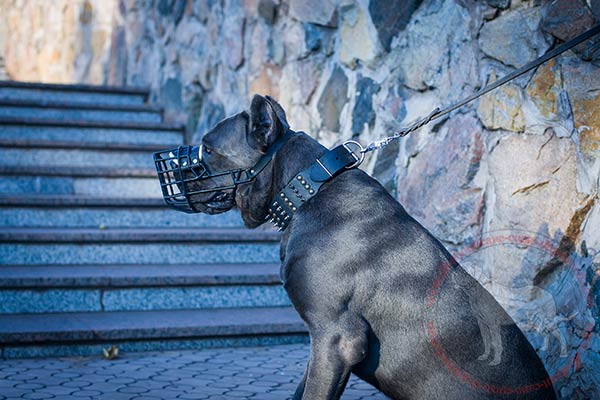 Wide leather Cane Corso collar with properly fixed adornment
