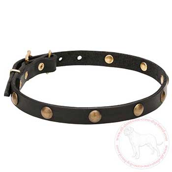 Leather Cane Corso collar with brass plated half-spheres