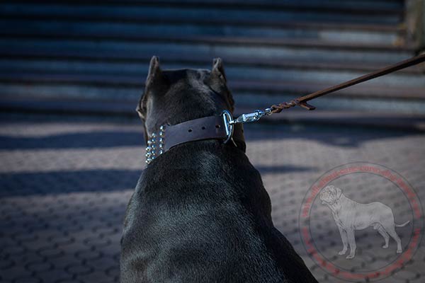 Leather Cane Corso collar with nickel plated hardware