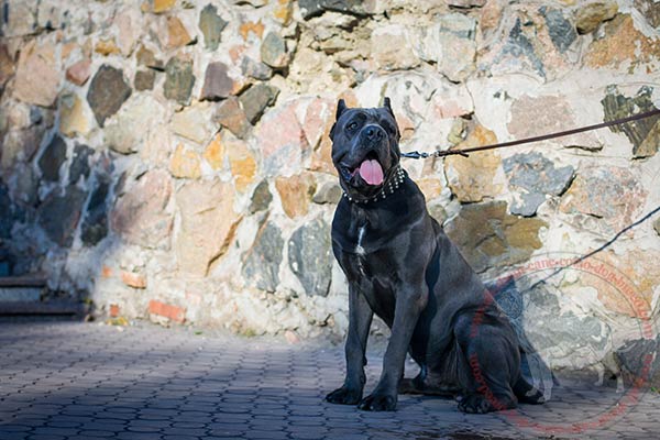 Fashion leather Cane Corso collar