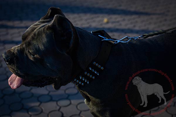 Wide leather Cane Corso collar with pyramids and spikes
