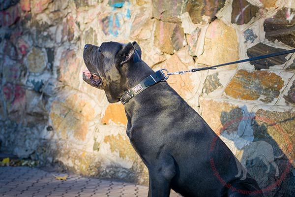 Leather Cane Corso collar with silver-like pyramids and plates