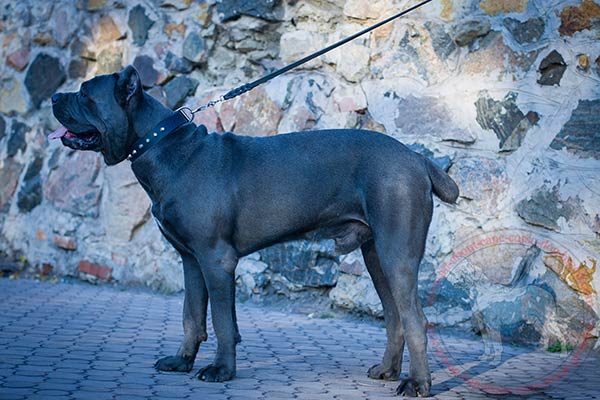 Designer leather Cane Corso collar for walking in style