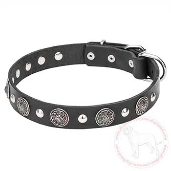 Walking leather Cane Corso collar