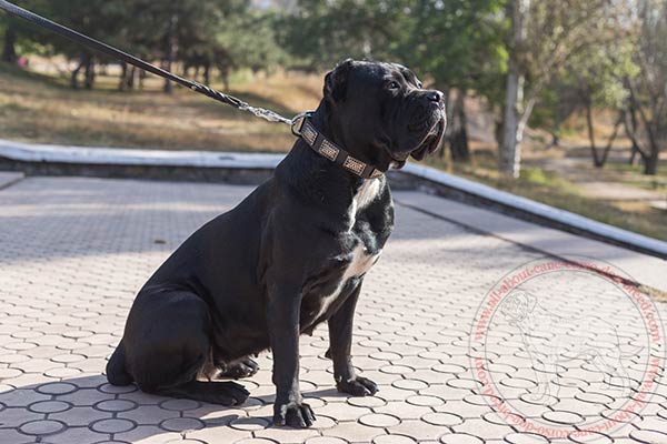 Designer leather Cane Corso collar for walking