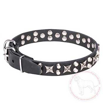 Leather Cane Corso collar decorated with chrome plated parts