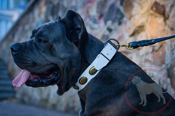 White leather Cane Corso collar