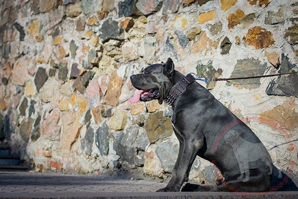 Extra wide leather Cane Corso collar with 4 rows of spikes