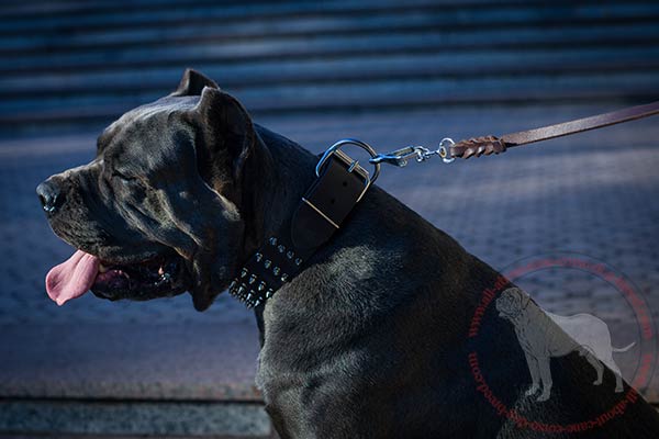 Leather Cane Corso collar with nickel plated spikes