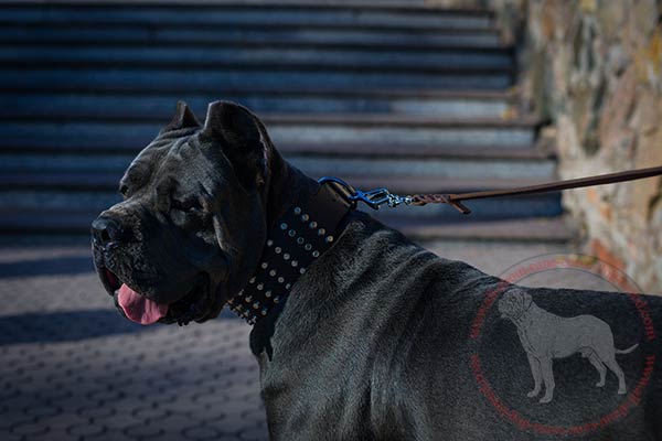 Wide studded leather Cane Corso collar