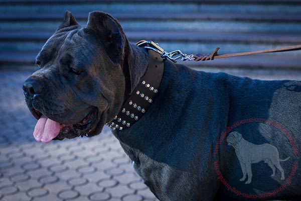 Extra wide leather Cane Corso collar with pyramids