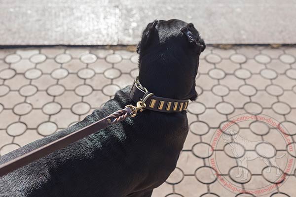 Leather Cane Corso collar with brass fittings