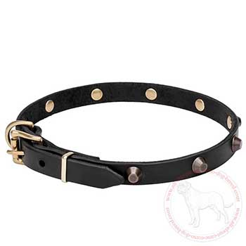 Leather Cane Corso collar with brass plated hardware