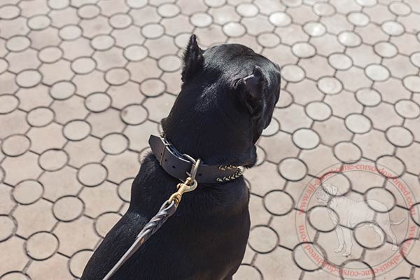 Reliable leather Cane Corso collar with brass plated fittings