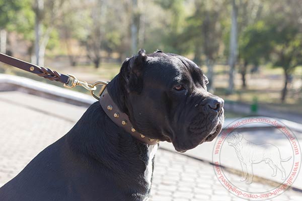 Walking leather Cane Corso collar with brass plated pyramids