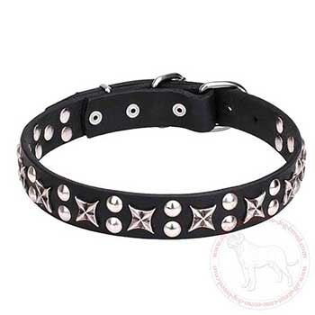 Leather Cane Corso collar with chrome plated adornment