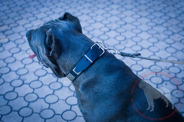 Reliable leather Cane Corso collar with chrome plated fittings