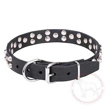Cane Corso collar with chrome plated steel fittings