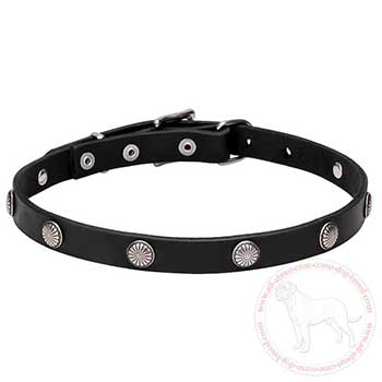 Leather Cane Corso collar with daisy embossing on studs