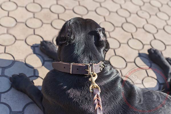 Decorated leather Cane Corso collar with brass buckle and D-ring