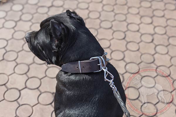 Leather Cane Corso collar with sturdy nickel covered hardware