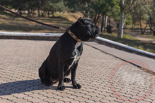 Leather Cane Corso collar with plates and pyramids