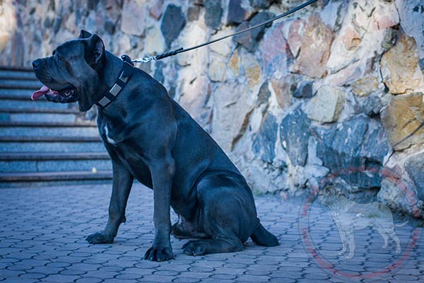 Splendid leather Cane Corso collar with massive nickel plated adornment