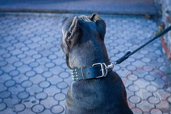 Reliable leather Cane Corso collar with sturdy hardware